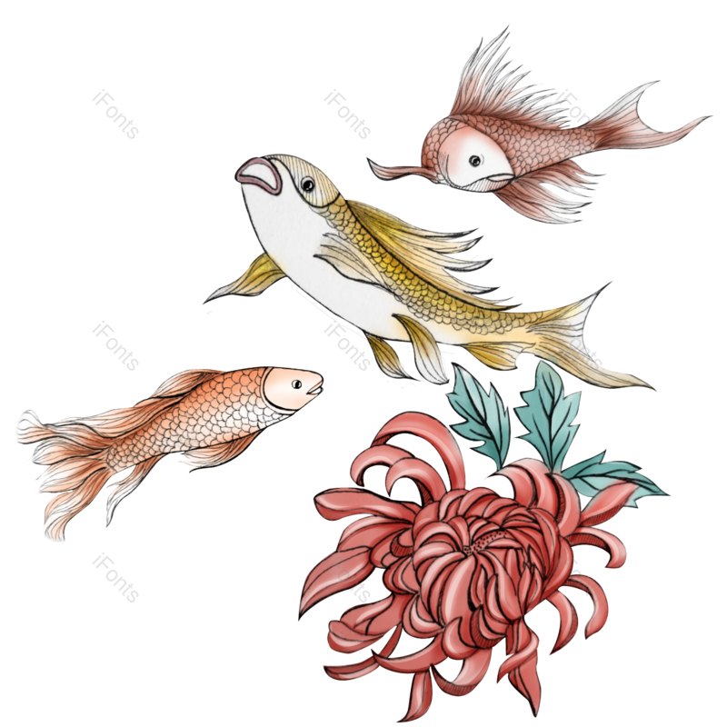 锦鲤图片,菊花元素,花卉PNG,祝福免抠素材